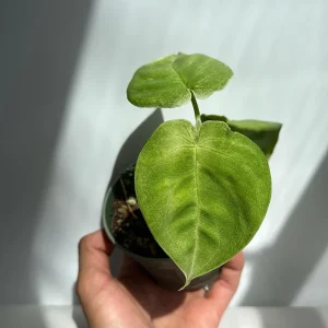 Syngonium Ice Frost Live Plant - Rare Tropical Houseplant 4 inch Pot - Image 3