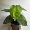 Syngonium Ice Frost Live Plant - Rare Tropical Houseplant 4 inch Pot - Image 1