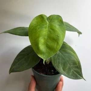 Syngonium Ice Frost Live Plant - Rare Tropical Houseplant 4 inch Pot - Image 1