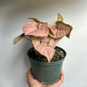 Syngonium Neon Pink Live Plant – 6 inch Pot – Potted Houseplant - Image 2