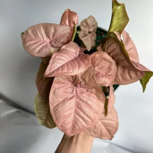 Syngonium Neon Pink Live Plant – 6 inch Pot – Potted Houseplant - Image 3