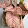 Syngonium Neon Pink Live Plant – 6 inch Pot – Potted Houseplant - Image 1