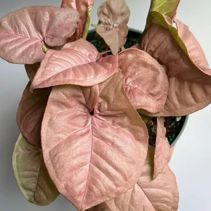 Syngonium Neon Pink Live Plant – 6 inch Pot – Potted Houseplant - Image 1