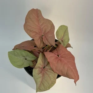 Syngonium Neon Pink Live Plant – 6 inch Pot – Potted Houseplant - Image 4