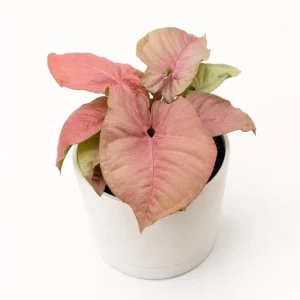 Syngonium Neon Pink Live Plant – 6 inch Pot – Potted Houseplant - Image 5