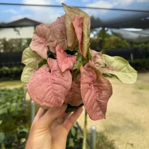 Syngonium Neon Robusta Live Plant – Pink Arrowhead Leaf – 4 inch Pot – Indoor - Image 2