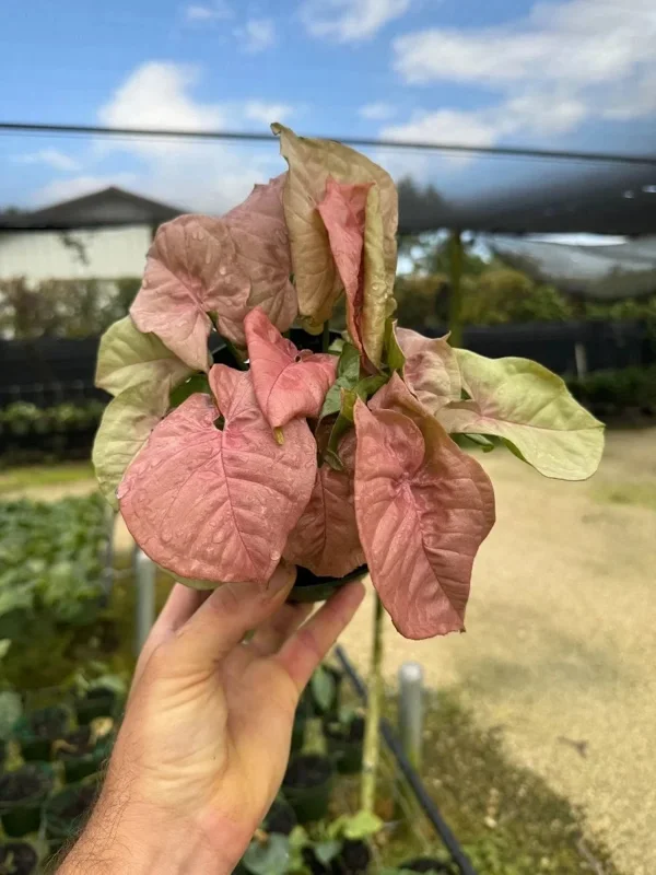 Syngonium Neon Robusta Live Plant – Pink Arrowhead Leaf – 4 inch Pot – Indoor - Image 2
