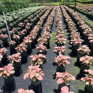 Syngonium Neon Robusta Live Plant – Pink Arrowhead Leaf – 4 inch Pot – Indoor - Image 3