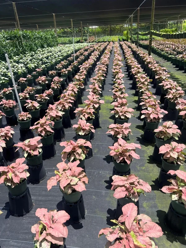 Syngonium Neon Robusta Live Plant – Pink Arrowhead Leaf – 4 inch Pot – Indoor - Image 3