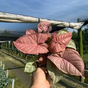 Syngonium Neon Robusta Live Plant – Pink Arrowhead Leaf – 4 inch Pot – Indoor - Image 1