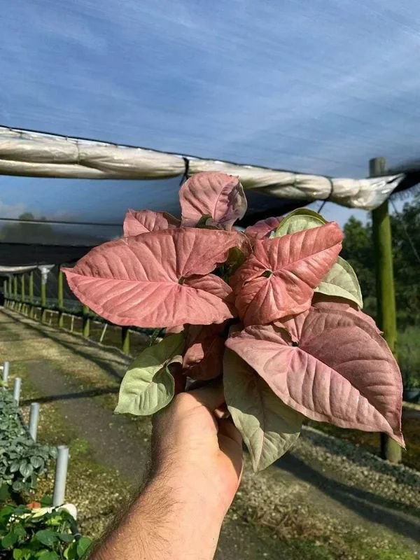 Syngonium Neon Robusta Live Plant – Pink Arrowhead Leaf – 4 inch Pot – Indoor - Image 1