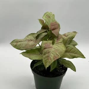 Syngonium Pink Confetti Live Plant – 6 Inch Pot – Easy Care Tropical Houseplant - Image 10