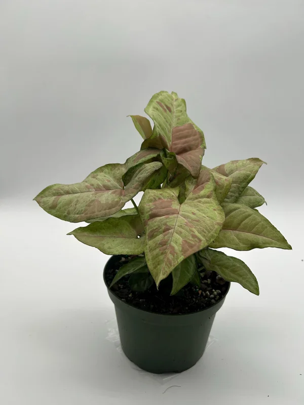 Syngonium Pink Confetti Live Plant – 6 Inch Pot – Easy Care Tropical Houseplant - Image 10