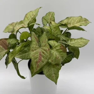 Syngonium Pink Confetti Live Plant – 6 Inch Pot – Easy Care Tropical Houseplant - Image 2