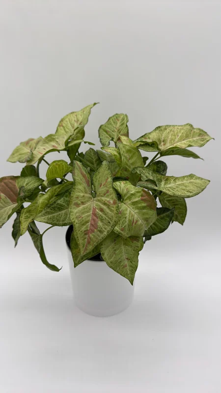 Syngonium Pink Confetti Live Plant – 6 Inch Pot – Easy Care Tropical Houseplant - Image 2