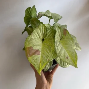 Syngonium Pink Confetti Live Plant – 6 Inch Pot – Easy Care Tropical Houseplant - Image 3