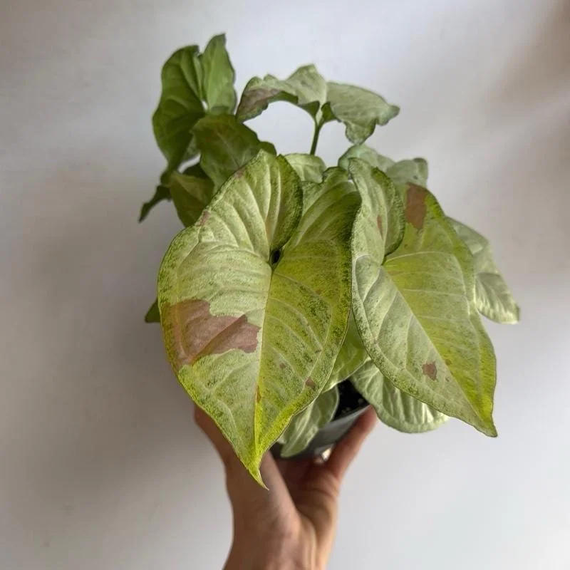 Syngonium Pink Confetti Live Plant – 6 Inch Pot – Easy Care Tropical Houseplant - Image 3