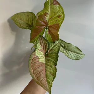 Syngonium Pink Confetti Live Plant – 6 Inch Pot – Easy Care Tropical Houseplant - Image 4