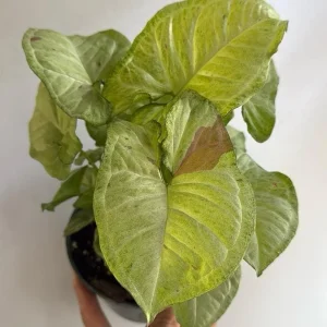 Syngonium Pink Confetti Live Plant – 6 Inch Pot – Easy Care Tropical Houseplant - Image 5