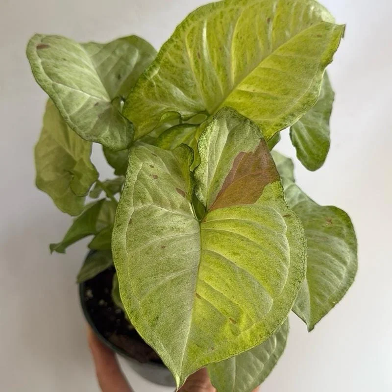 Syngonium Pink Confetti Live Plant – 6 Inch Pot – Easy Care Tropical Houseplant - Image 5