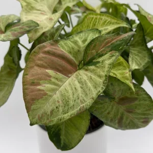 Syngonium Pink Confetti Live Plant – 6 Inch Pot – Easy Care Tropical Houseplant - Image 1