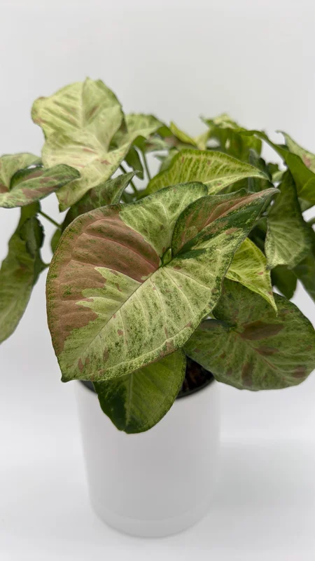 Syngonium Pink Confetti Live Plant – 6 Inch Pot – Easy Care Tropical Houseplant - Image 1