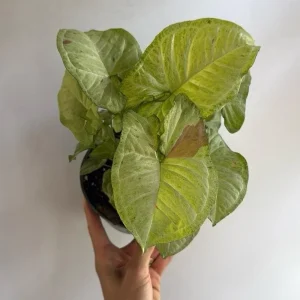 Syngonium Pink Confetti Live Plant – 6 Inch Pot – Easy Care Tropical Houseplant - Image 6
