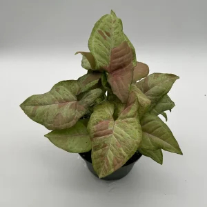 Syngonium Pink Confetti Live Plant – 6 Inch Pot – Easy Care Tropical Houseplant - Image 7