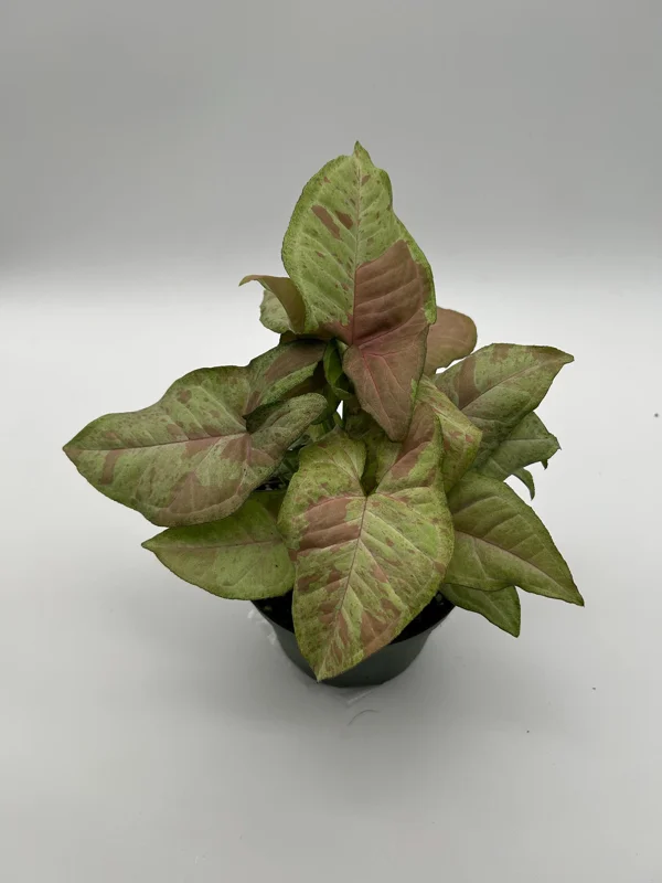 Syngonium Pink Confetti Live Plant – 6 Inch Pot – Easy Care Tropical Houseplant - Image 7