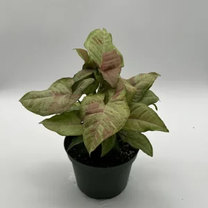 Syngonium Pink Confetti Live Plant – 6 Inch Pot – Easy Care Tropical Houseplant - Image 8