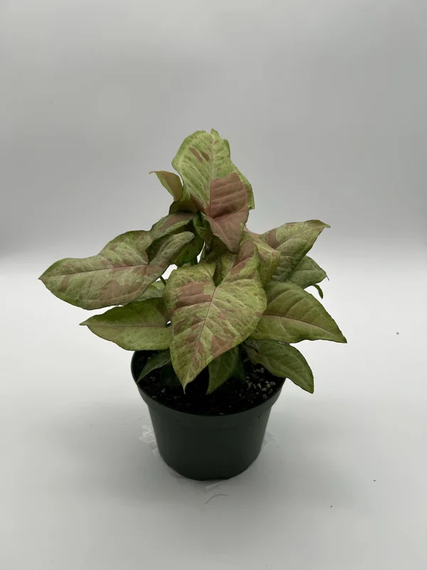 Syngonium Pink Confetti Live Plant – 6 Inch Pot – Easy Care Tropical Houseplant - Image 8