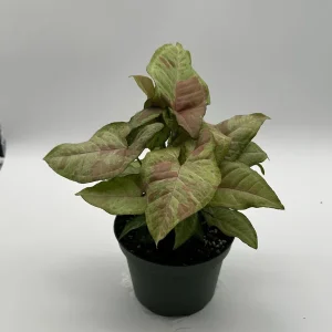 Syngonium Pink Confetti Live Plant – 6 Inch Pot – Easy Care Tropical Houseplant - Image 9