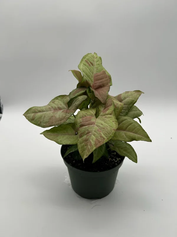 Syngonium Pink Confetti Live Plant – 6 Inch Pot – Easy Care Tropical Houseplant - Image 9