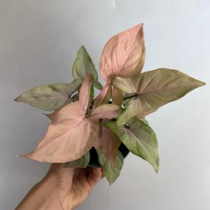 Syngonium Pink Perfection Live Plant – 4 inch Pot – Indoor Arrowhead Vine - Image 2