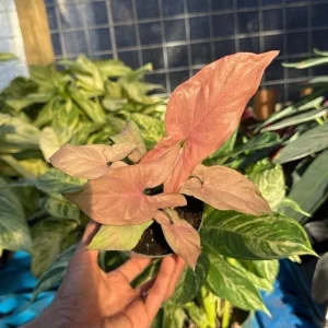 Syngonium Pink Perfection Live Plant – 4 inch Pot – Indoor Arrowhead Vine - Image 4