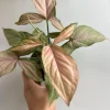 Syngonium Pink Perfection Live Plant – 4 inch Pot – Indoor Arrowhead Vine - Image 1