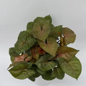 Syngonium Podophyllum 'Maria Allusion' Live Plant – 6 Inch Pot – Compact Houseplant - Image 1