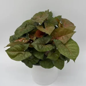 Syngonium Podophyllum 'Maria Allusion' Live Plant – 6 Inch Pot – Compact Houseplant - Image 2