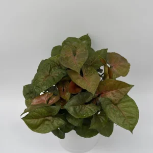 Syngonium Podophyllum 'Maria Allusion' Live Plant – 6 Inch Pot – Compact Houseplant - Image 3