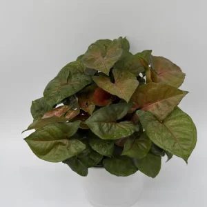 Syngonium Podophyllum 'Maria Allusion' Live Plant – 6 Inch Pot – Compact Houseplant - Image 4
