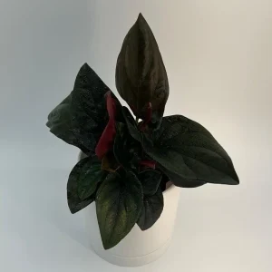 Syngonium Red Arrow Live Plant – Potted Houseplant 4" Pot – Decorative Indoor Plant - Image 2