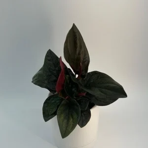 Syngonium Red Arrow Live Plant – Potted Houseplant 4