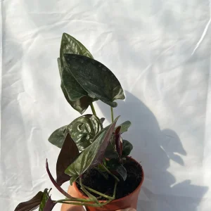 Syngonium Red Arrow Live Plant – Potted Houseplant 4