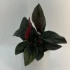 Syngonium Red Arrow Live Plant – Potted Houseplant 4" Pot – Decorative Indoor Plant - Image 1