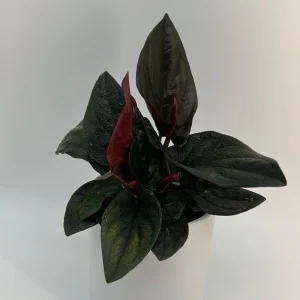 Syngonium Red Arrow Live Plant – Potted Houseplant 4" Pot – Decorative Indoor Plant - Image 1
