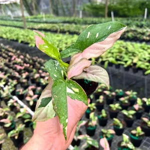 Syngonium Tricolor Arrowhead Plant - Rare Variegated Live Plant in 4" Pot - Image 2