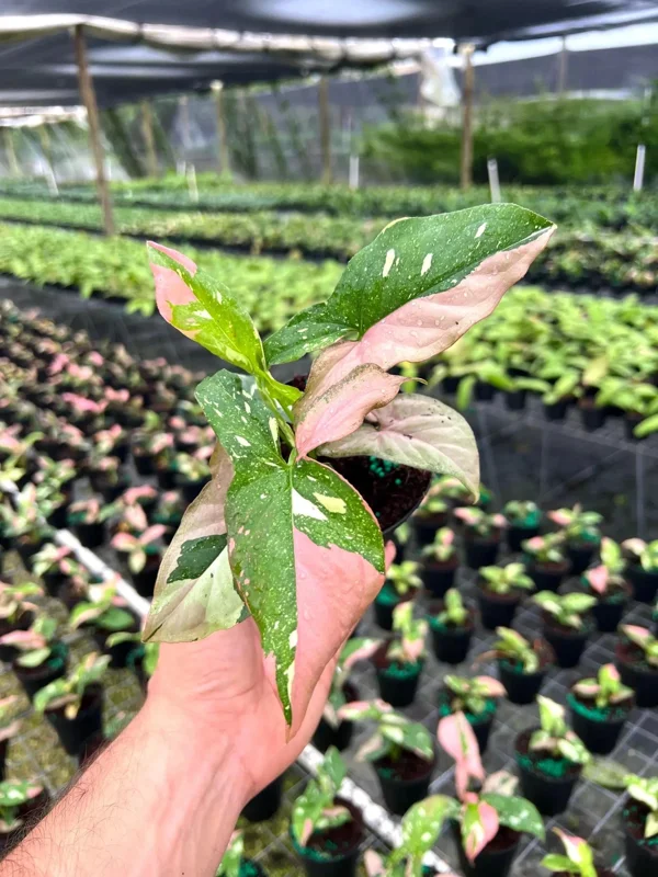 Syngonium Tricolor Arrowhead Plant - Rare Variegated Live Plant in 4" Pot - Image 2