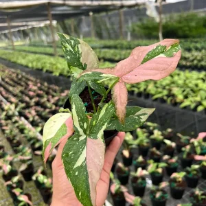 Syngonium Tricolor Arrowhead Plant - Rare Variegated Live Plant in 4