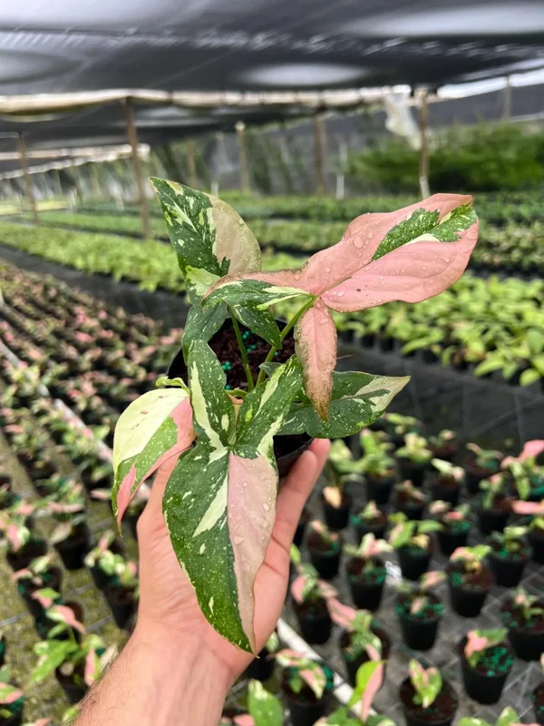 Syngonium Tricolor Arrowhead Plant - Rare Variegated Live Plant in 4" Pot - Image 3