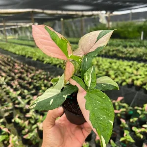 Syngonium Tricolor Arrowhead Plant - Rare Variegated Live Plant in 4